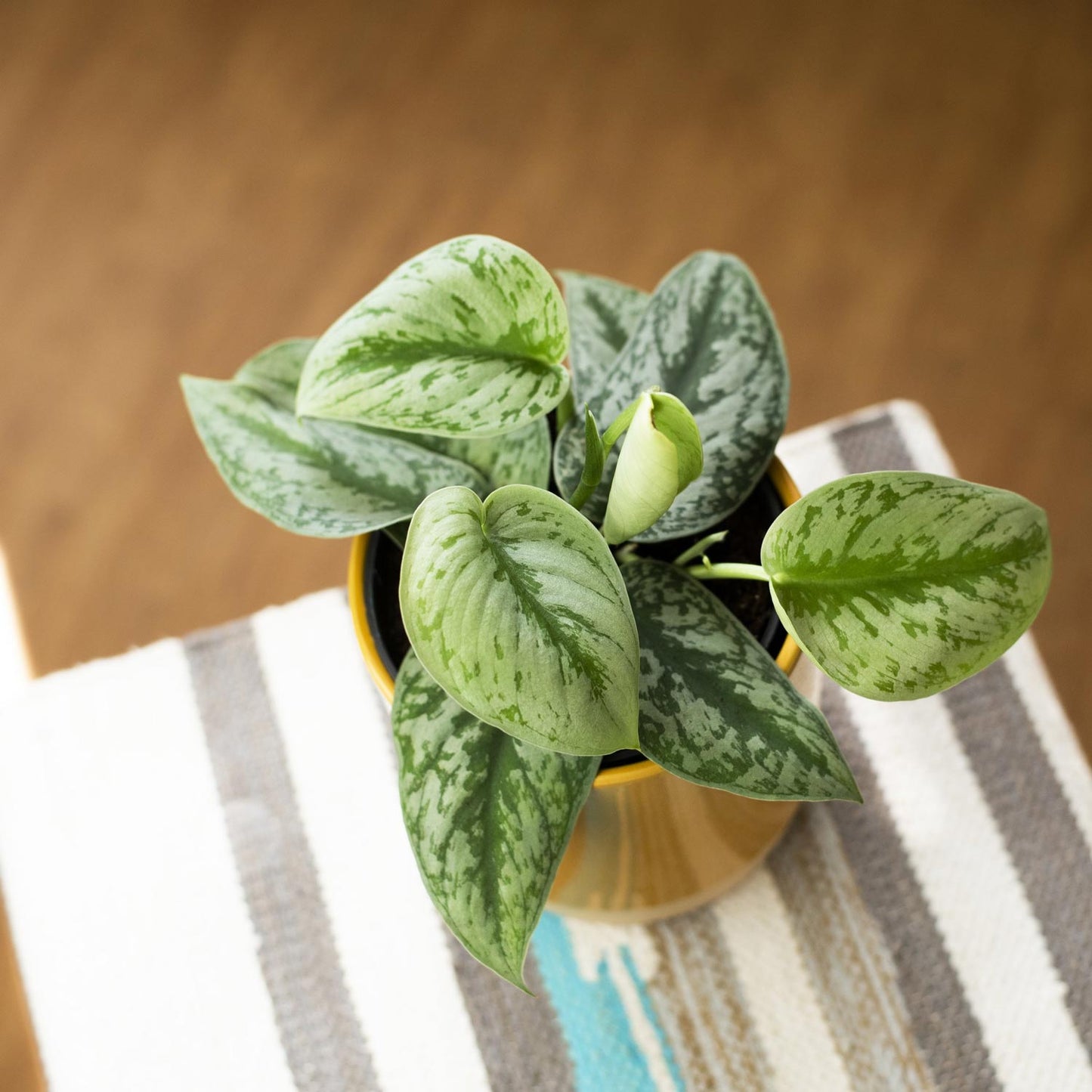 Scindapsus pictus trebi