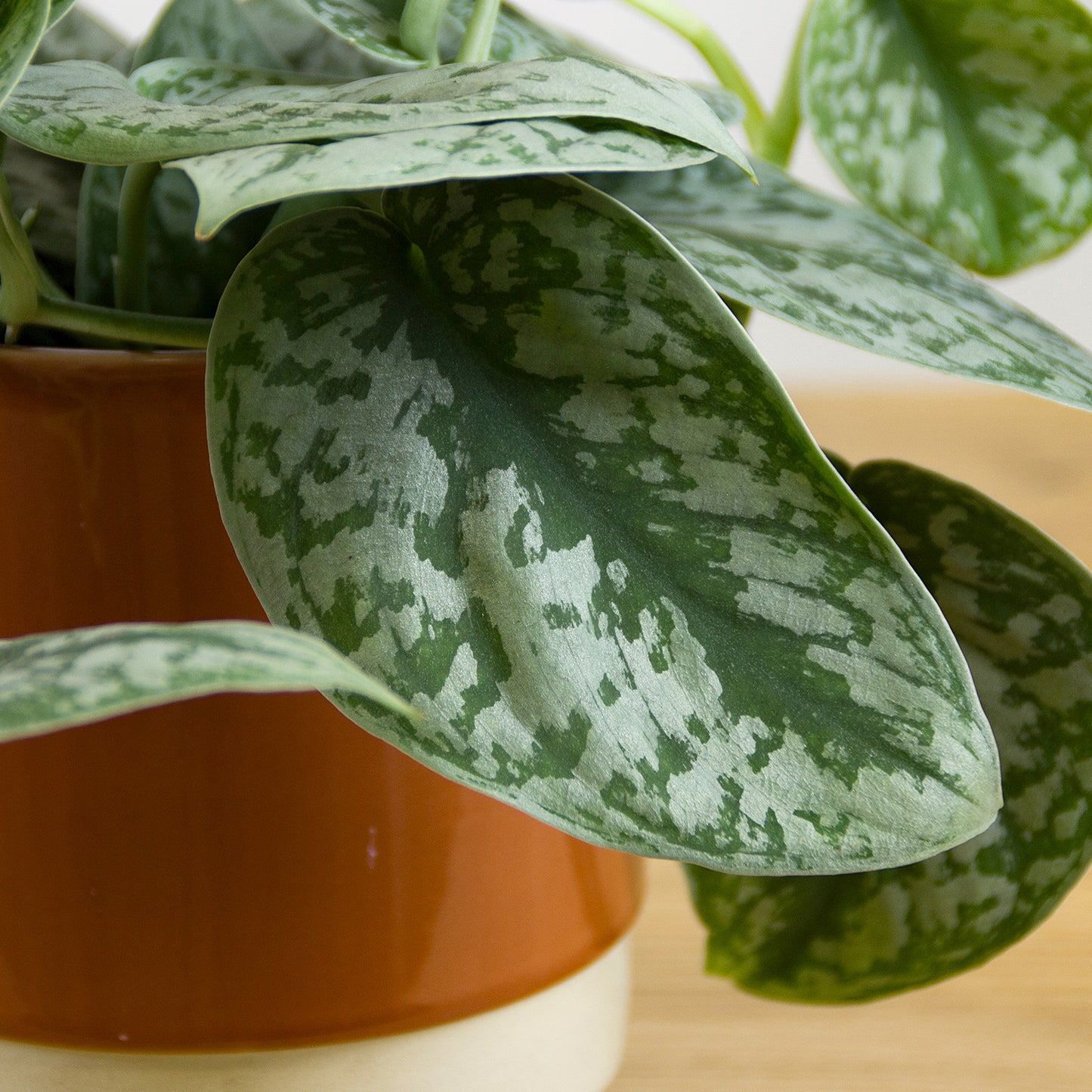 Scindapsus pictus trebi