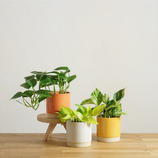 Set rostlin Blázinec