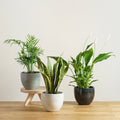 Set of plants for clean air