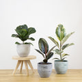 Ficus trio plant set