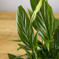 Spathiphyllum Alana