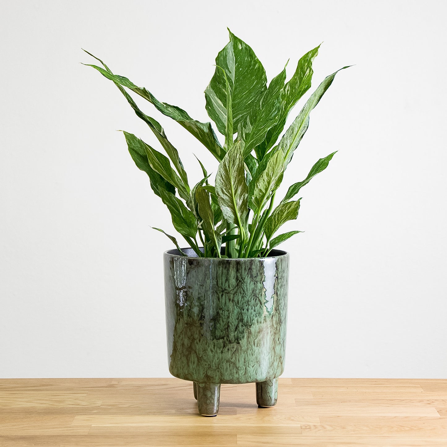 Spathiphyllum Diamond variegata