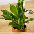 Spathiphyllum Pearl Cupido 'baby'