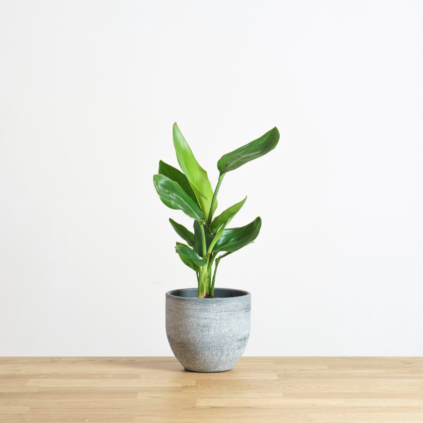 Strelitzia reginae 'S'