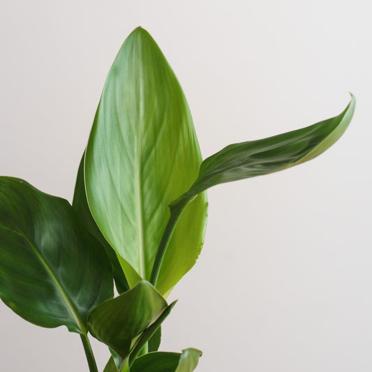 Strelitzia reginae 'S'