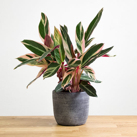 Stromanthe triostar