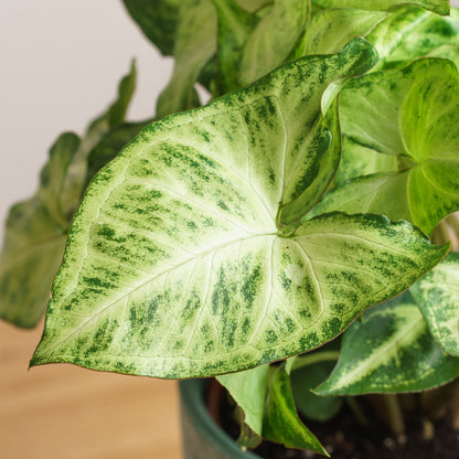Syngonium Arrow