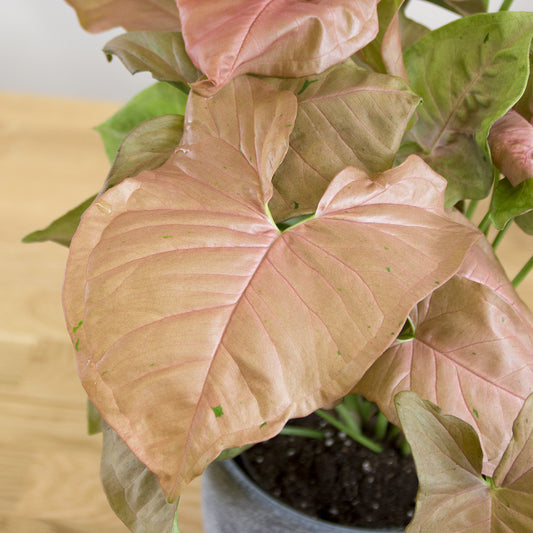 Syngonium Neon Robusta "Pink"