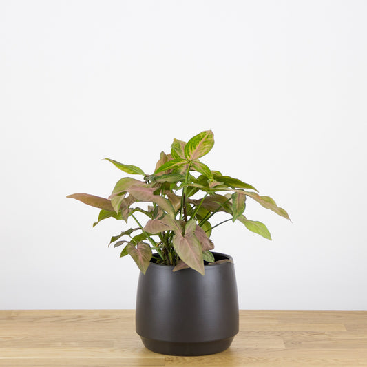 Syngonium Pink Splash