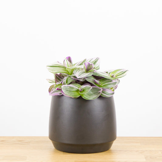 Tradescantia Nanouk