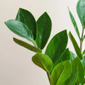 Zamioculcas zamiifolia "L"